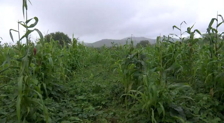 Chuvas garantem boa colheita de milho no interior de Pernambuco