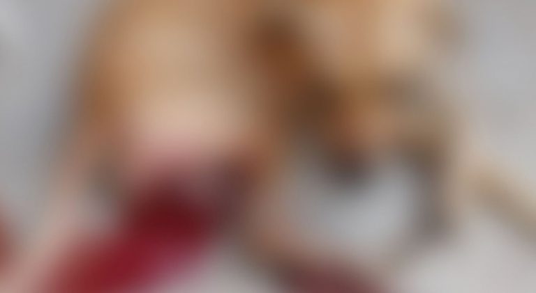 Cachorro tem testículo cortado na zona rural de Caruaru