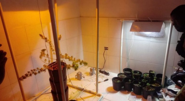 Homem é preso suspeito de cultivar “supermaconha” dentro de casa em Olinda