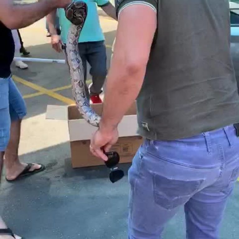 Cobra de 2 metros é capturada no estacionamento de supermercado em Caruaru