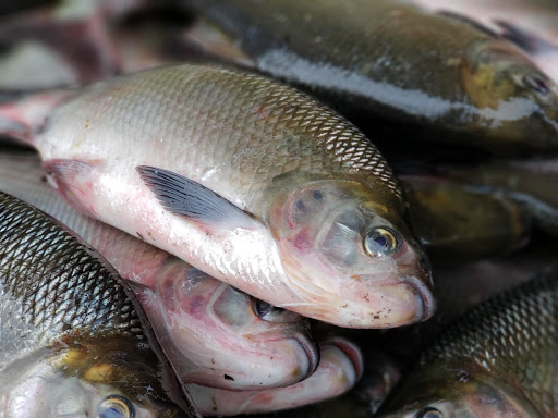 Prefeitura de Primavera vai distribuir peixe para moradores no dia 01 de Abril