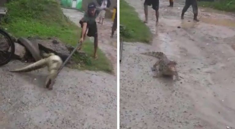 Jacaré ‘descontrolado’ assusta moradores e é capturado em Pernambuco