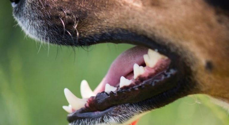 Homens são presos suspeitos de matar cachorro enforcado com corda pendurada em árvore no Agreste
