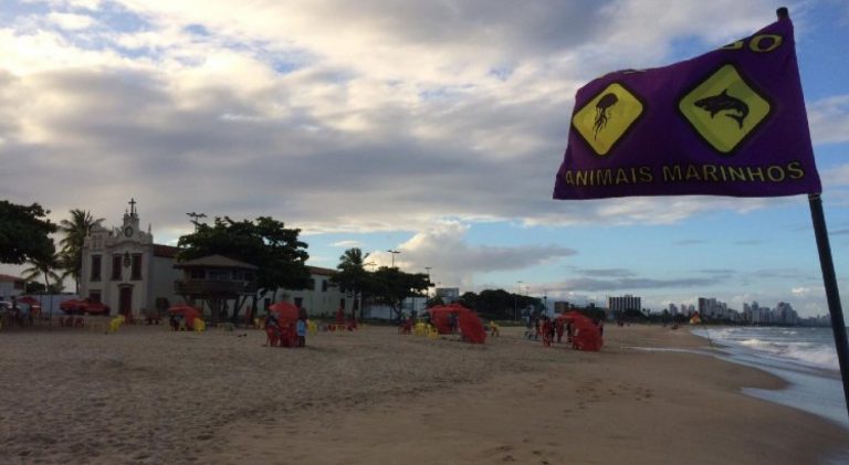Ataque de tubarão é registrado na tarde deste domingo (25)