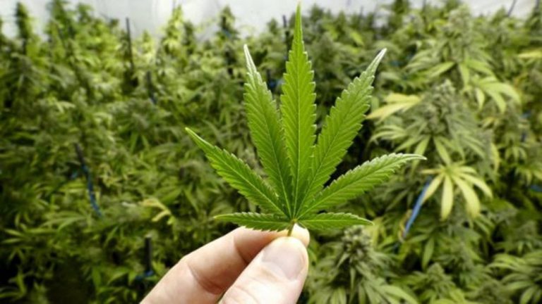 Justiça Federal autoriza associação do Recife a plantar e usar cannabis para fins medicinais