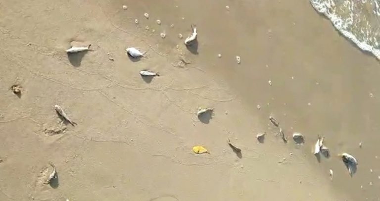 Peixes aparecem mortos em praia de Jaboatão dos Guararapes e chamam atenção