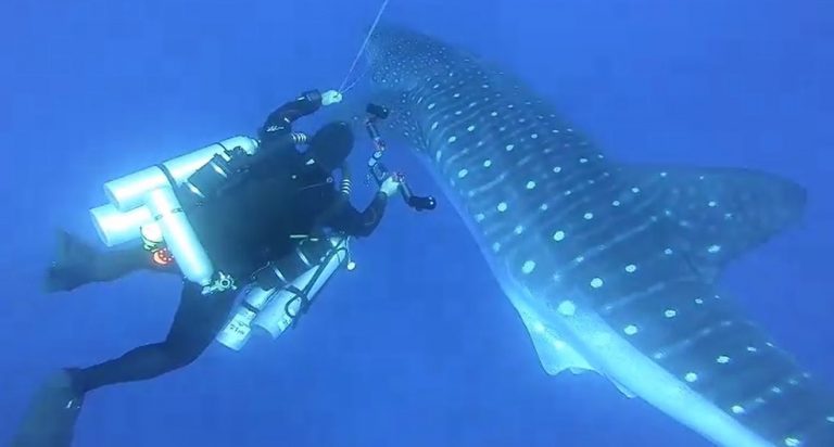 Mergulhadores encontram tubarão-baleia de mais de dez metros em Noronha
