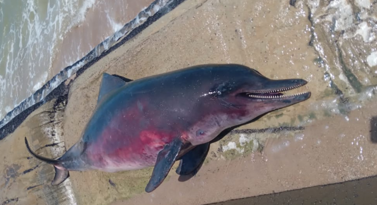 Boto é encontrado morto na Praia de Pau Amarelo